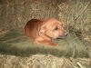 Sheena
