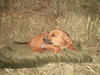 Sheena