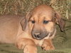 Roxy