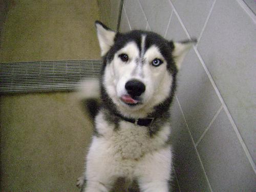 Sitka