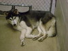 Sitka