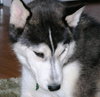 Sitka