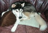 Sitka