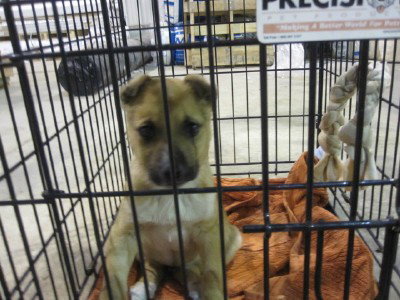 Sparky - URGENT FOSTER NEEDED