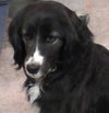 Shasta