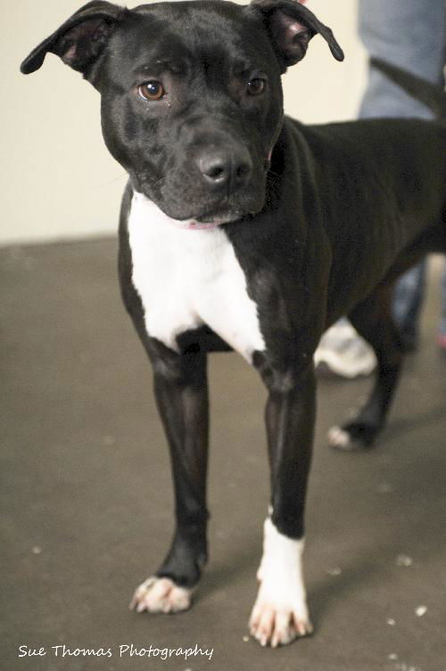 Cameo aka Zoey