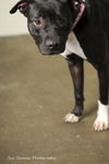 Cameo aka Zoey