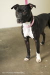 Cameo aka Zoey