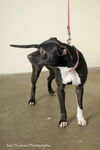 Cameo aka Zoey