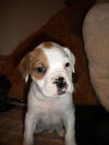 Bandit