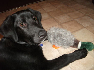 Archie
