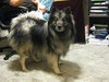 Shadow- URGENT FOSTER NEEDED