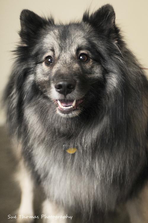 Shadow- URGENT FOSTER NEEDED