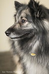 Shadow- URGENT FOSTER NEEDED