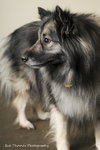 Shadow- URGENT FOSTER NEEDED
