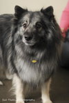 Shadow- URGENT FOSTER NEEDED