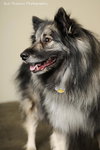 Shadow- URGENT FOSTER NEEDED