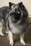 Shadow- URGENT FOSTER NEEDED