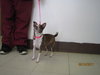 ChiChi