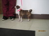 ChiChi