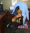 Abbie