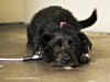 Cody