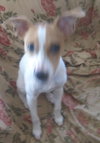 Breezy-Puppy