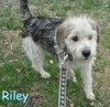 Riley