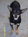 Chico
