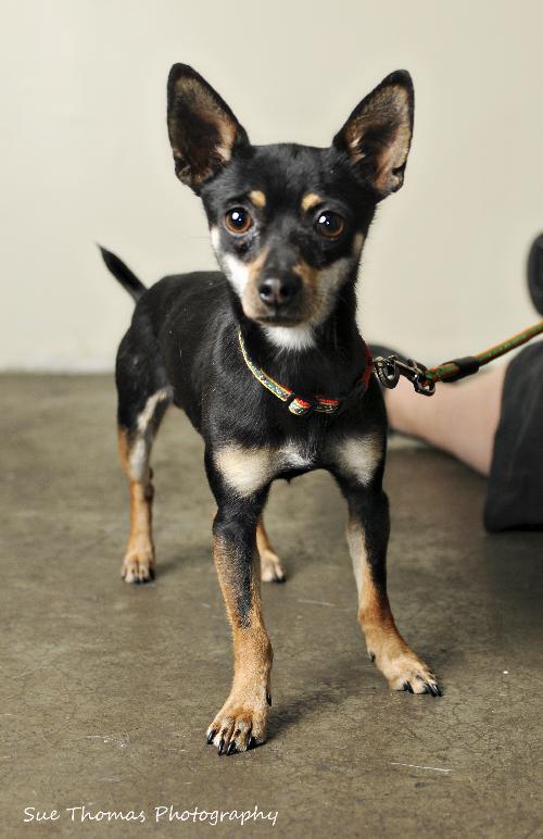 Chico