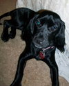 Lulu