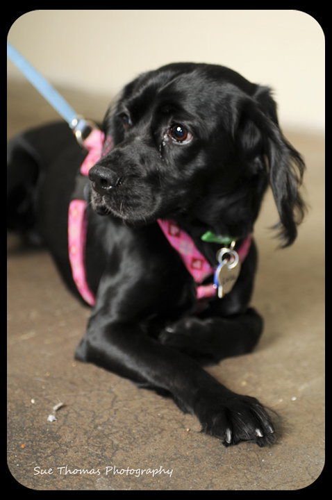 Lulu