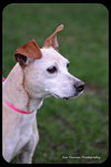 Mollie