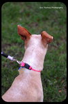 Mollie