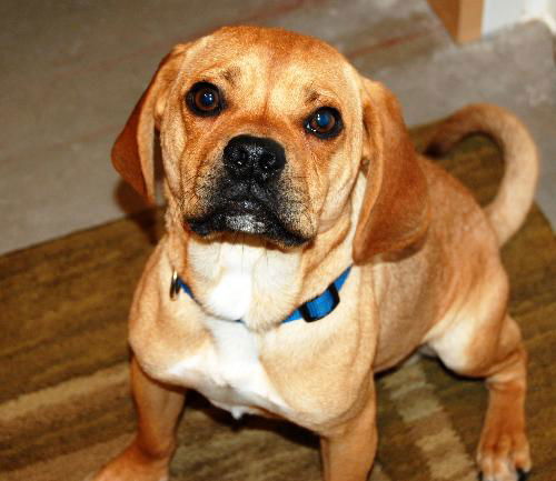 Bailey