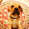 Bailey