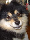 Oso A.K.A. Sparky