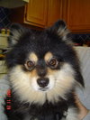 Oso A.K.A. Sparky
