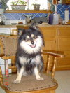 Oso A.K.A. Sparky