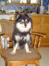 Oso A.K.A. Sparky