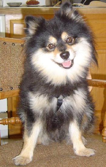 Oso A.K.A. Sparky