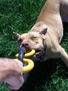 Tonka