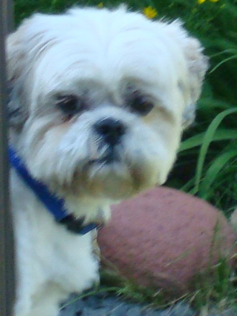 Buddy