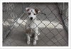 Trixie-Puppy