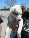 Trixie-Puppy