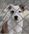 Trixie-Puppy