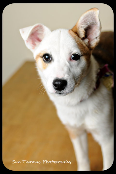 Trixie-Puppy
