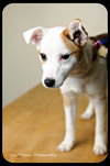 Trixie-Puppy