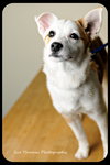 Trixie-Puppy