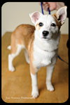 Trixie-Puppy